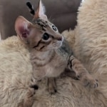 Savannah-F-4SBT-Brown-spotted-male-Kitten-a