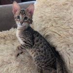 Savannah-F-4SBT-Brown-spotted-male-Kitten-b