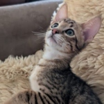 Savannah-F-4SBT-Brown-spotted-male-Kitten-c