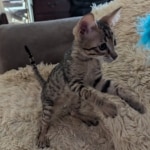 Savannah-F-4SBT-Brown-spotted-male-Kitten