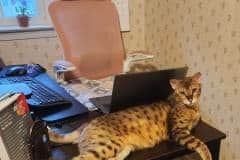 Ranger Savannah F-4SBT Male #1 DOB 2-10-22