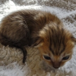 Savannah F-4SBT Male DOB 2-10-22