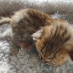 Savannah F-4SBT Male DOB 2-10-22