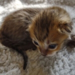 Savannah F-4SBT Male DOB 2-10-22