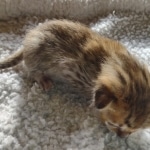 Savannah F-4SBT Male DOB 2-10-22