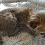 Savannah F-4SBT Male DOB 2-10-22