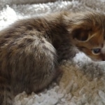 Savannah F-4SBT Male DOB 2-10-22