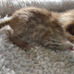 Savannah F-4SBT Male DOB 2-10-22