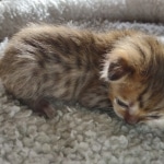 Savannah F-4SBT Male DOB 2-10-22