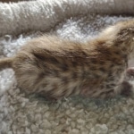 Savannah F-4SBT Male DOB 2-10-22