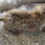 Savannah F-4SBT Male DOB 2-10-22