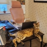 Ranger Savannah F-4SBT Male DOB 2-10-22