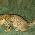 Savannah F-4SBT Male DOB 2-10-22