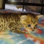 Savannah F-4SBT Male DOB 2-10-22