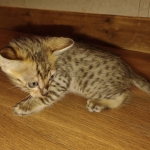 Savannah F-4SBT Male DOB 2-10-22