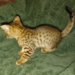 Savannah F-4SBT Male DOB 2-10-22