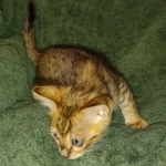 Savannah F-4SBT Male DOB 2-10-22