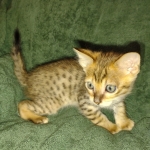 Savannah F-4SBT Male DOB 2-10-22