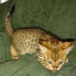 Savannah F-4SBT Male DOB 2-10-22