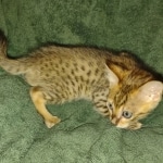 Savannah F-4SBT Male DOB 2-10-22