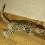 Savannah F-4SBT Male DOB 2-10-22