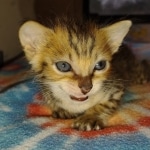 Savannah F-4SBT Male DOB 2-10-22