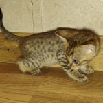 Savannah F-4SBT Male DOB 2-10-22