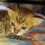 Savannah F-4SBT Male DOB 2-10-22