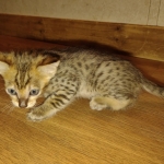 Savannah F-4SBT Male DOB 2-10-22