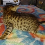 Savannah F-4SBT Male DOB 2-10-22