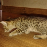 Savannah F-4SBT Male DOB 2-10-22