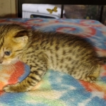 Savannah F-4SBT Male DOB 2-10-22