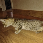 Savannah F-4SBT Male DOB 2-10-22