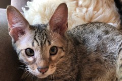 Lucifer, Savannah, F-4SBT Male #1 DOB 7-3-19