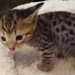 Savannah, F-4SBT, male, DOB 7-3-19