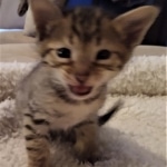 Savannah, F-4SBT, male, DOB 7-3-19