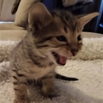 Savannah, F-4SBT, male, DOB 7-3-19