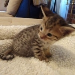 Savannah, F-4SBT, male, DOB 7-3-19