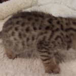 Savannah, F-4SBT, male, DOB 7-3-19