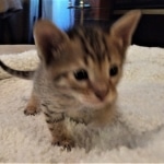 Savannah, F-4SBT, male, DOB 7-3-19