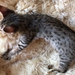 Savannah, F-4SBT, male, DOB 7-3-19