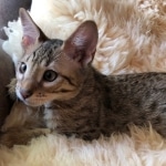 Savannah, F-4SBT, male, DOB 7-3-19