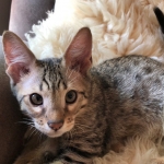 Savannah, F-4SBT, male, DOB 7-3-19