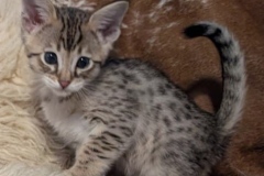 Savannah F-4SBT Male Kitten #1 DOB 11-24-25