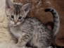 Savannah F-4SBT Male Kitten #1 DOB 11-24-25