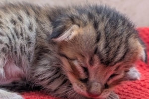 Savannah F-4SBT Male Kitten #1 DOB 11-24-25