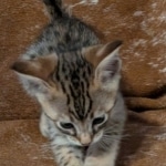 F-4SBT-Male-savnnah-kitten-a