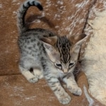 F-4SBT-Male-savnnah-kitten-b