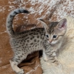 F-4SBT-Male-savnnah-kitten-c