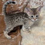 F-4SBT-Male-savnnah-kitten-d
